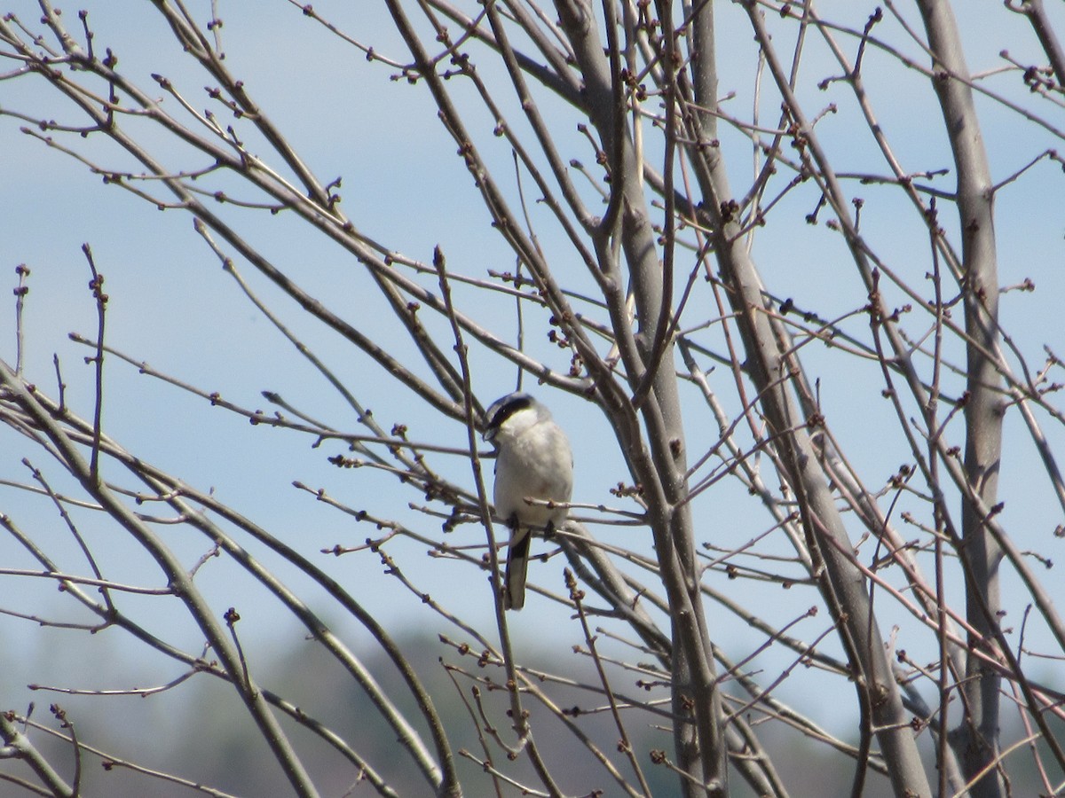 Loggerhead Shrike - ML569908431