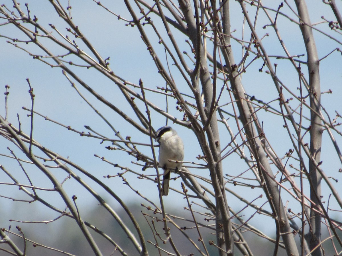 Pie-grièche migratrice - ML569908431