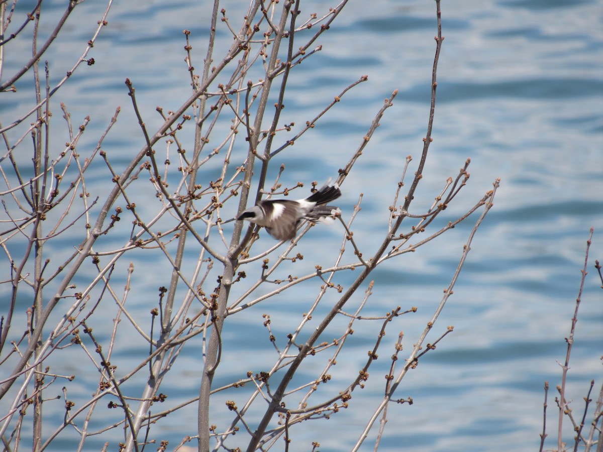 Loggerhead Shrike - ML569908451