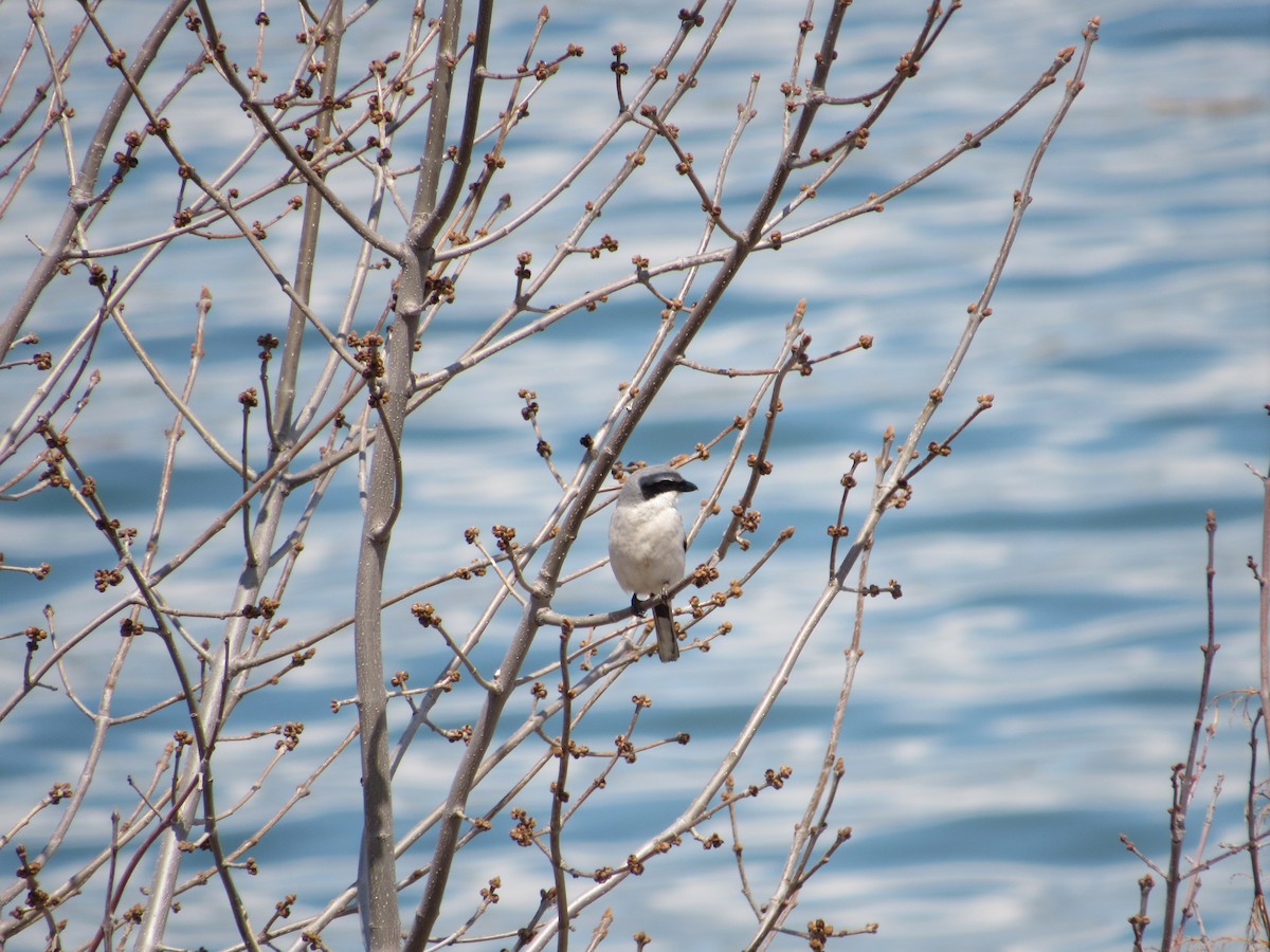 Loggerhead Shrike - ML569908461