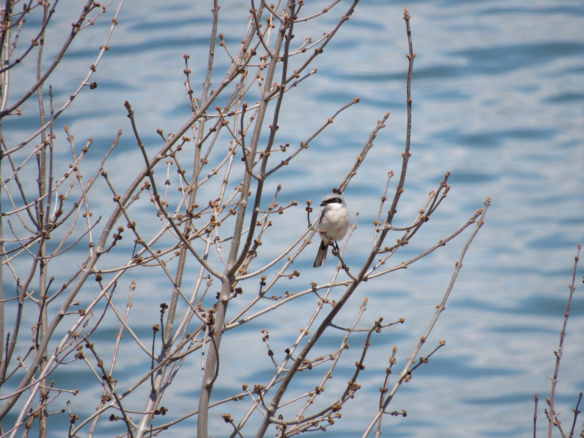 Loggerhead Shrike - ML569908471