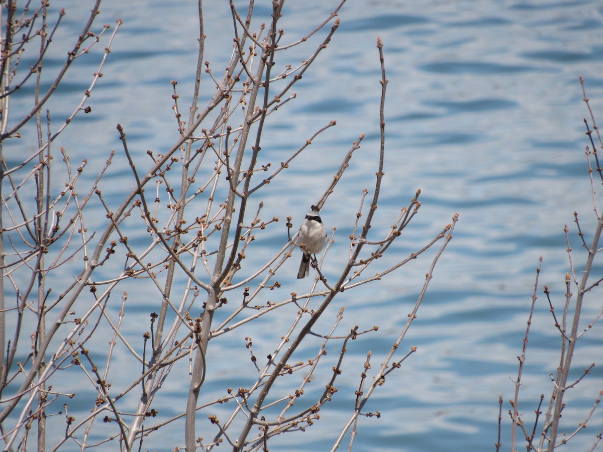 Loggerhead Shrike - ML569908491