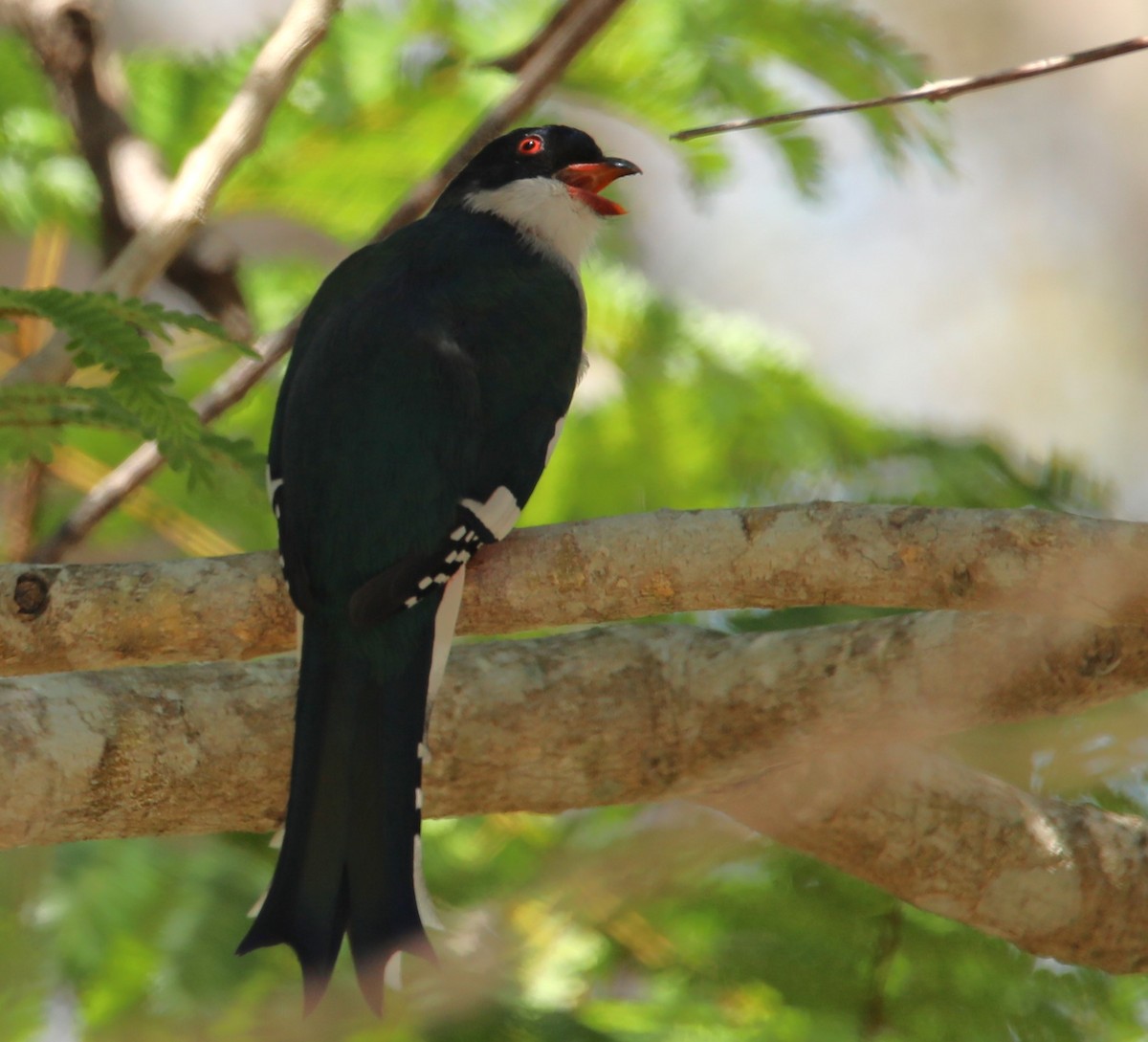 Cuban Trogon - ML569908801