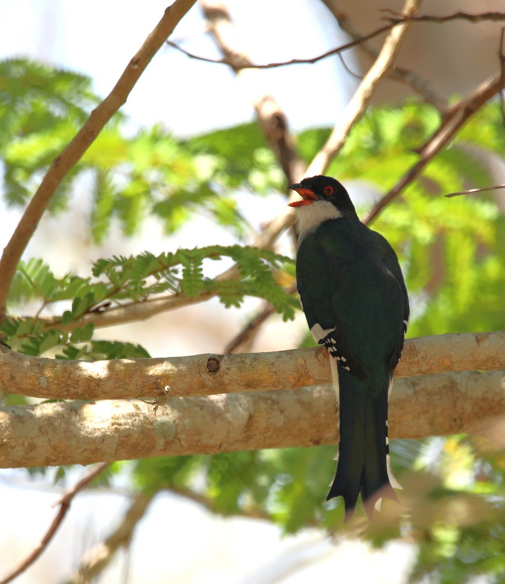 Cuban Trogon - peg morgan