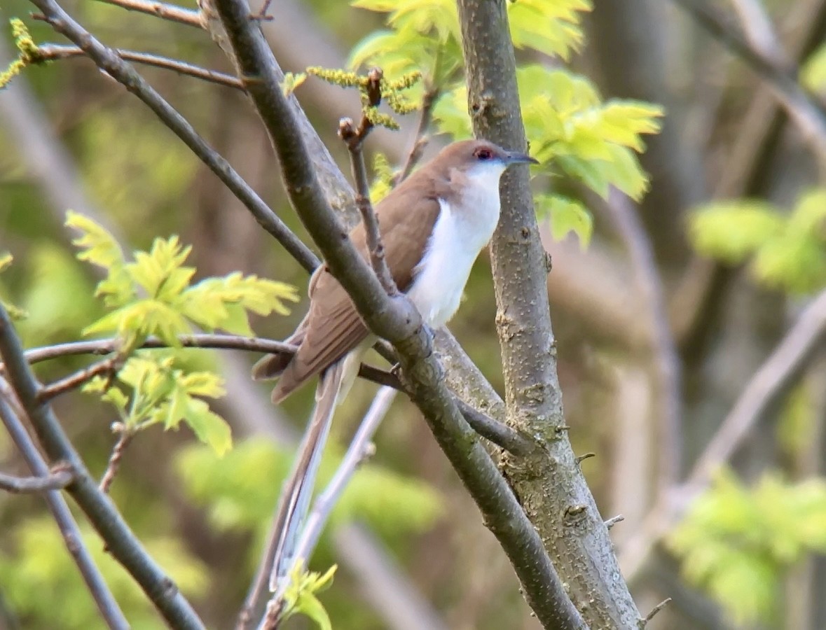 Black-billed Cuckoo - ML569909131