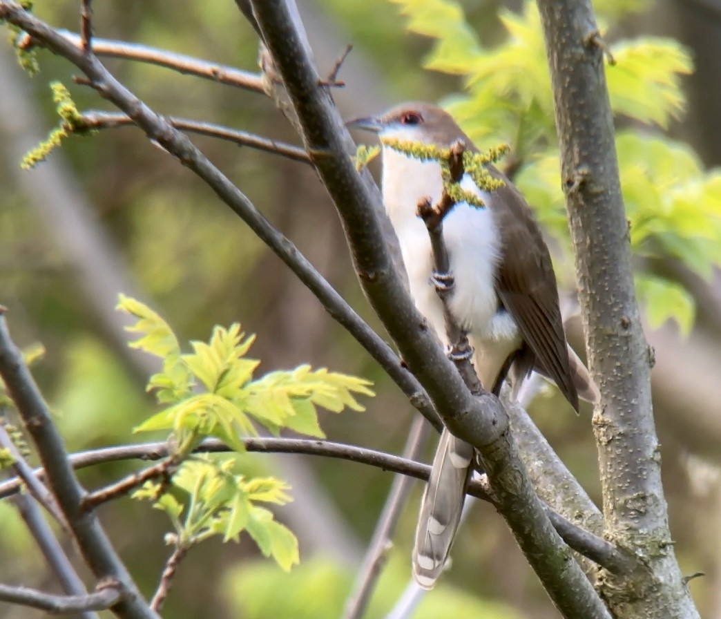 Black-billed Cuckoo - ML569909141