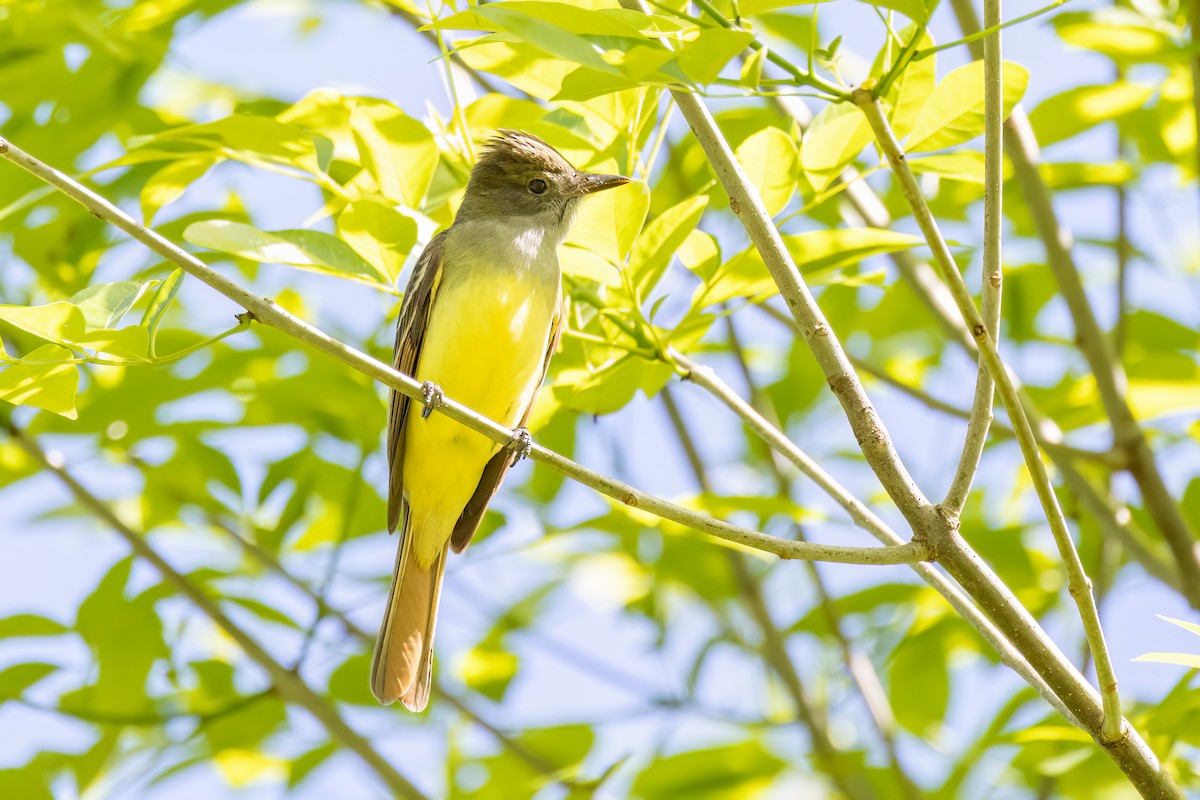 Great Crested Flycatcher - ML569910051