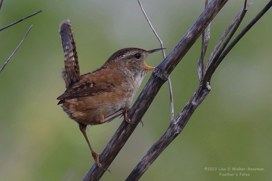 Marsh Wren - ML569910651