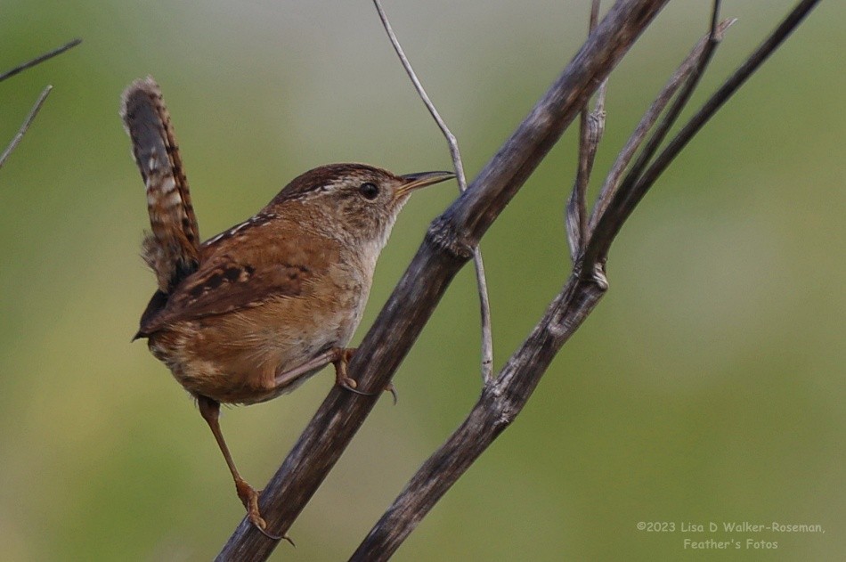 Marsh Wren - ML569910661