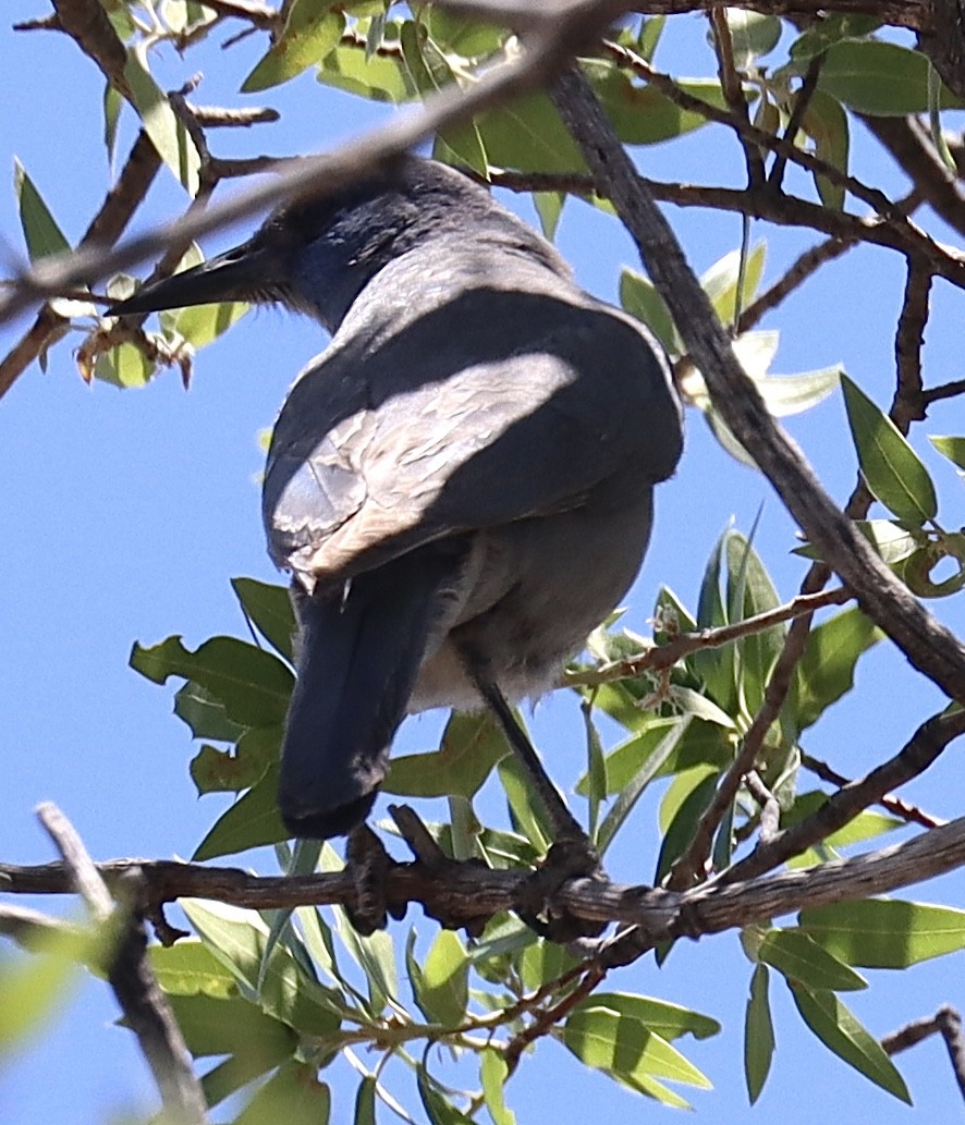 Pinyon Jay - ML569910841