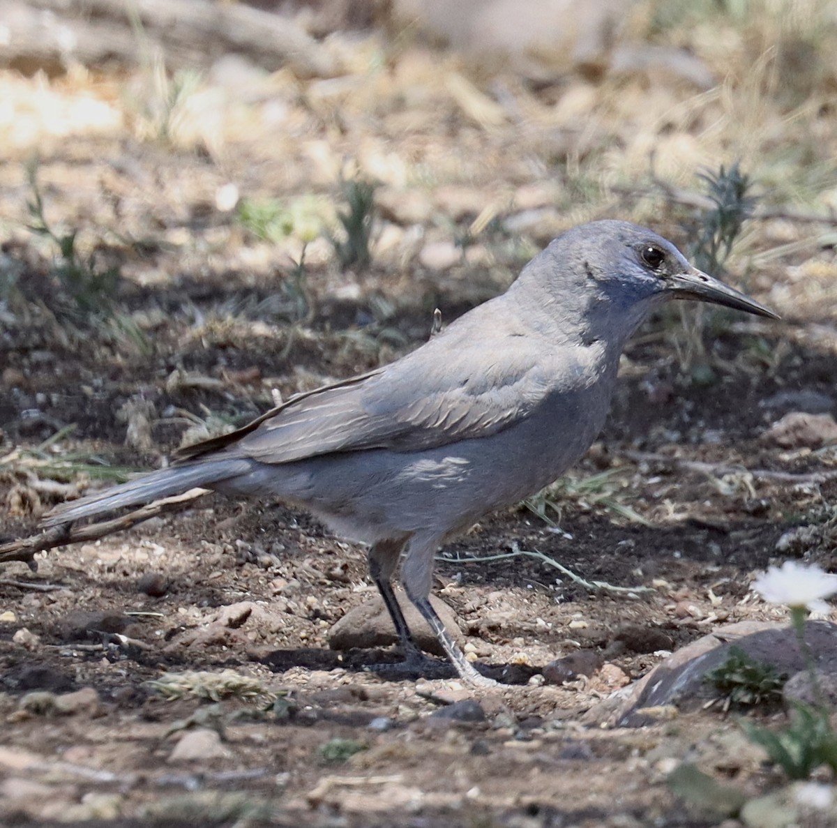 Pinyon Jay - ML569910851