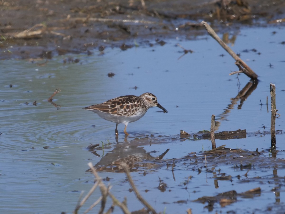 pygmésnipe - ML569911261