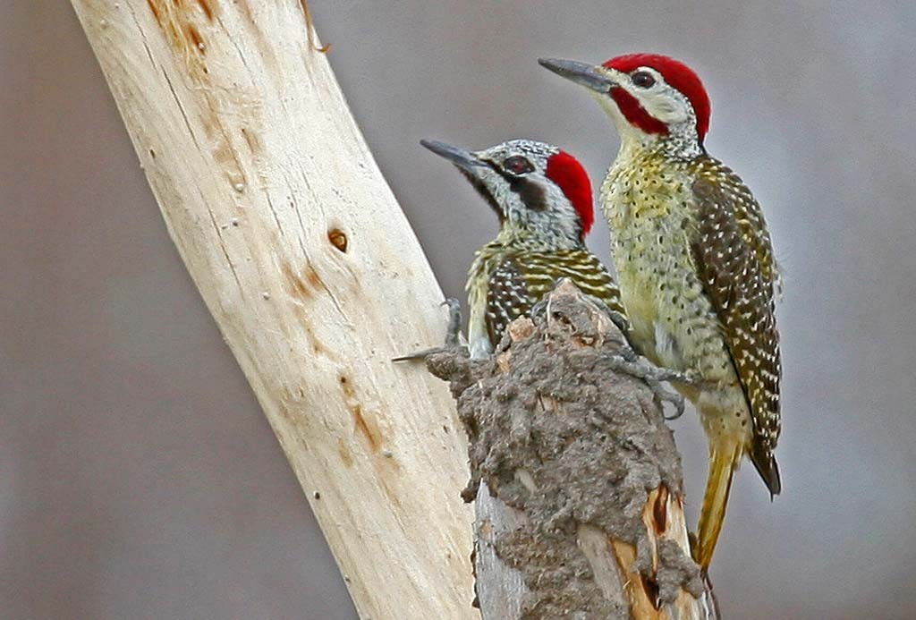 Bennett's Woodpecker - ML56991231