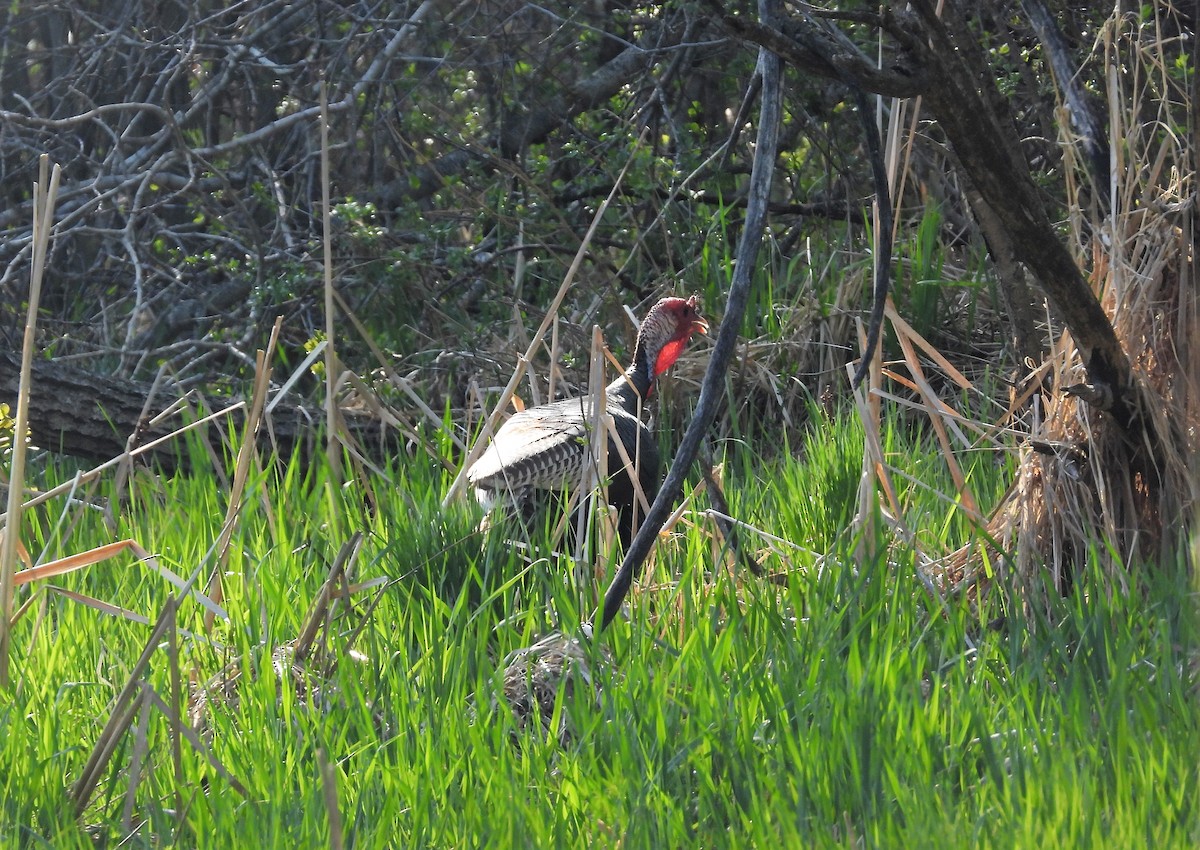 Wild Turkey - ML569913591