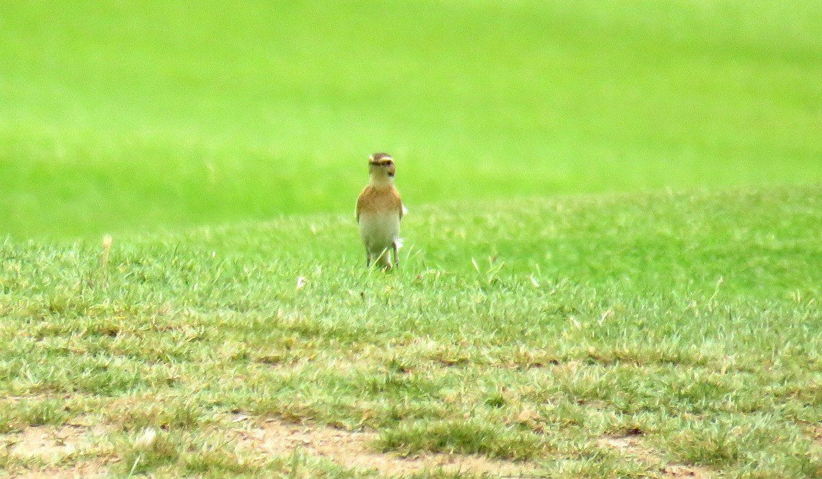 Whinchat - ML56991371