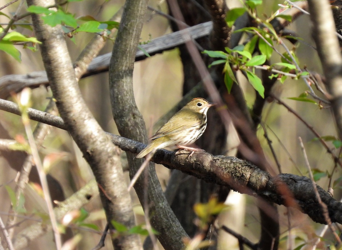 Ovenbird - ML569913951