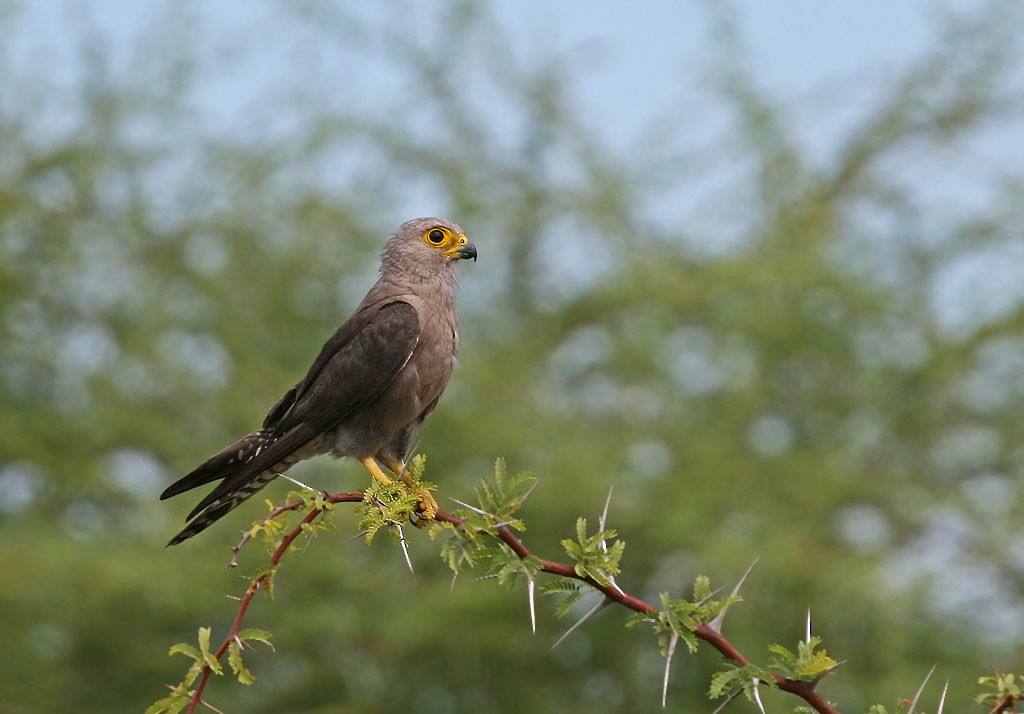 Dickinson's Kestrel - ML56991401