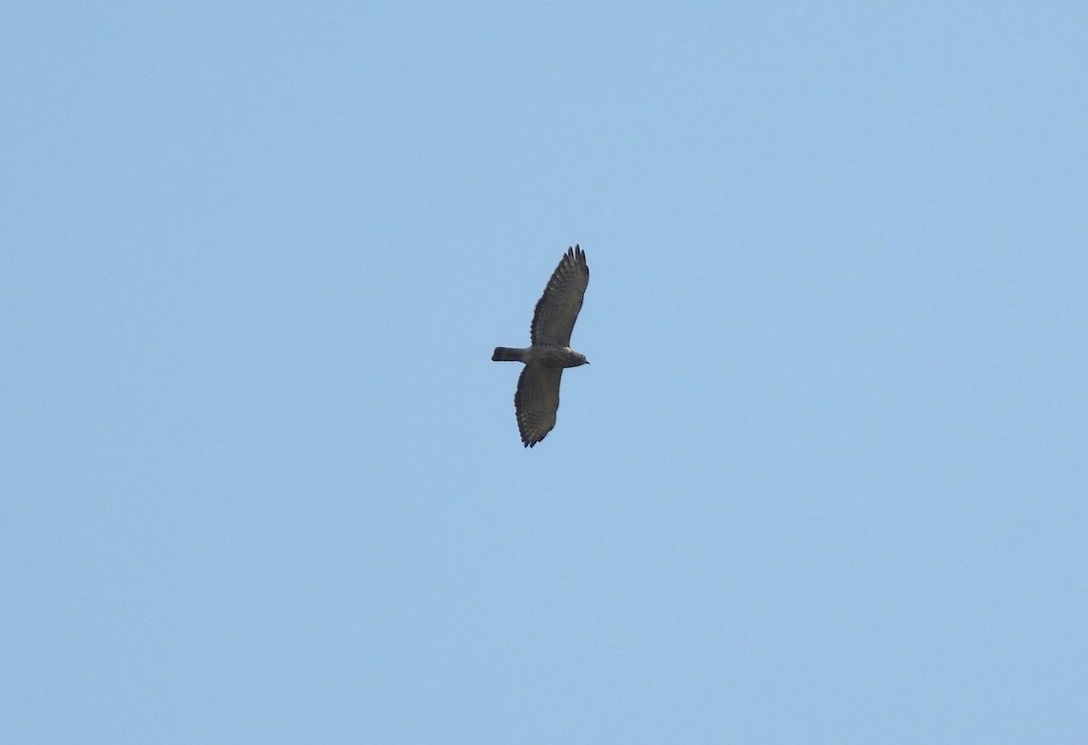 Broad-winged Hawk - ML569914881
