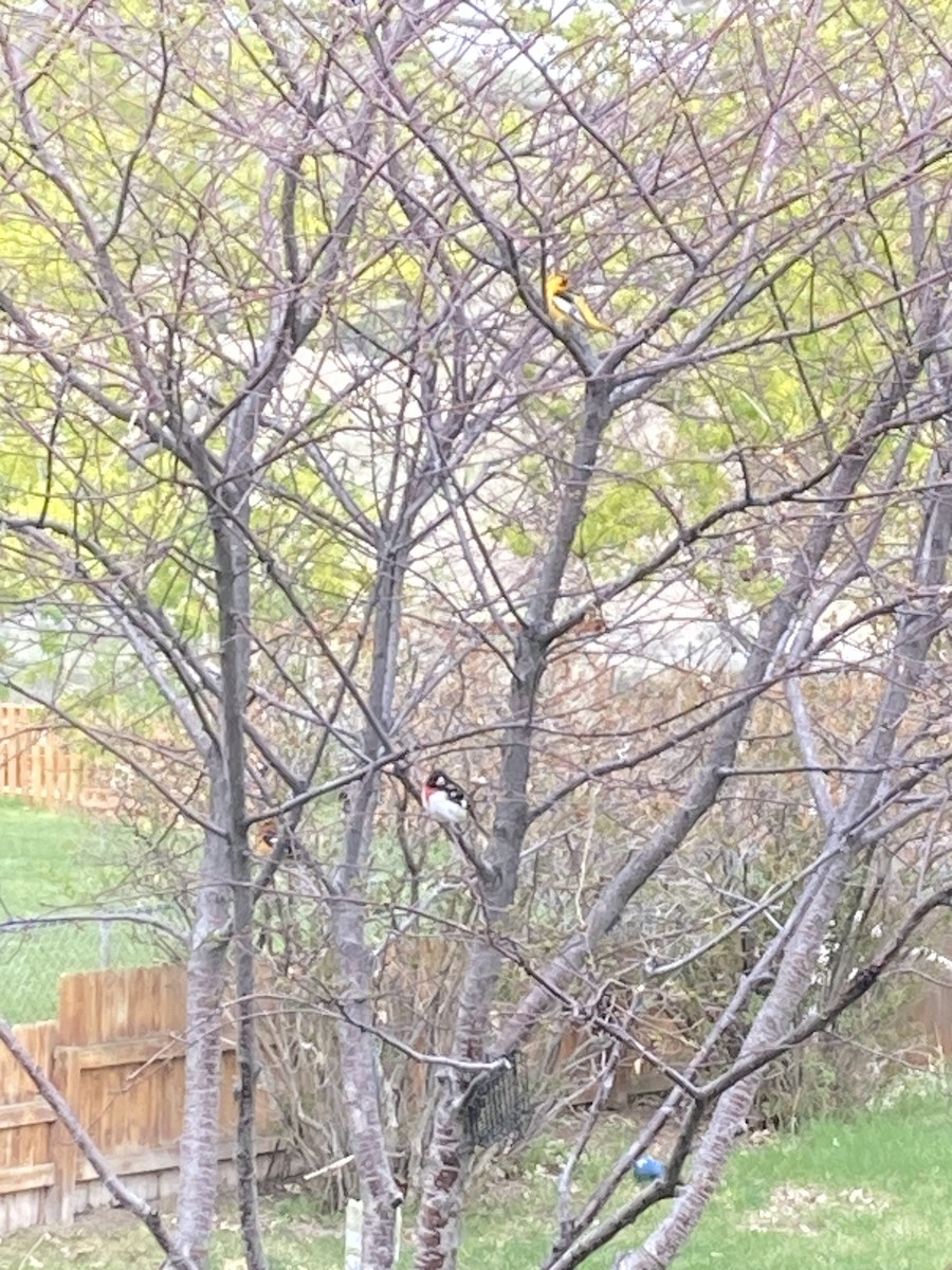Rose-breasted Grosbeak - ML569914901