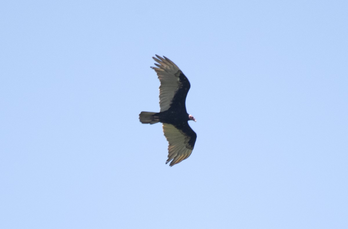 Turkey Vulture - Eduardo Vieira 17