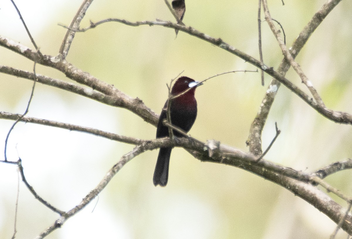 Silver-beaked Tanager - ML569916751