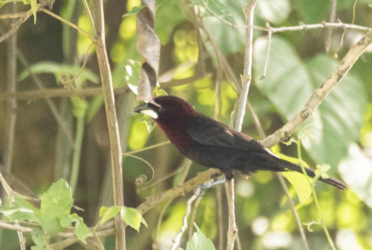 Silver-beaked Tanager - ML569916771
