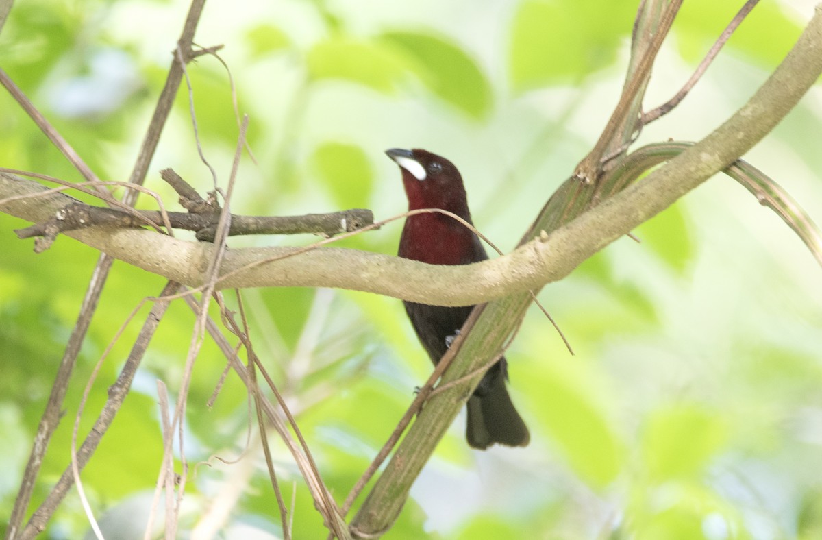 Silver-beaked Tanager - ML569916781