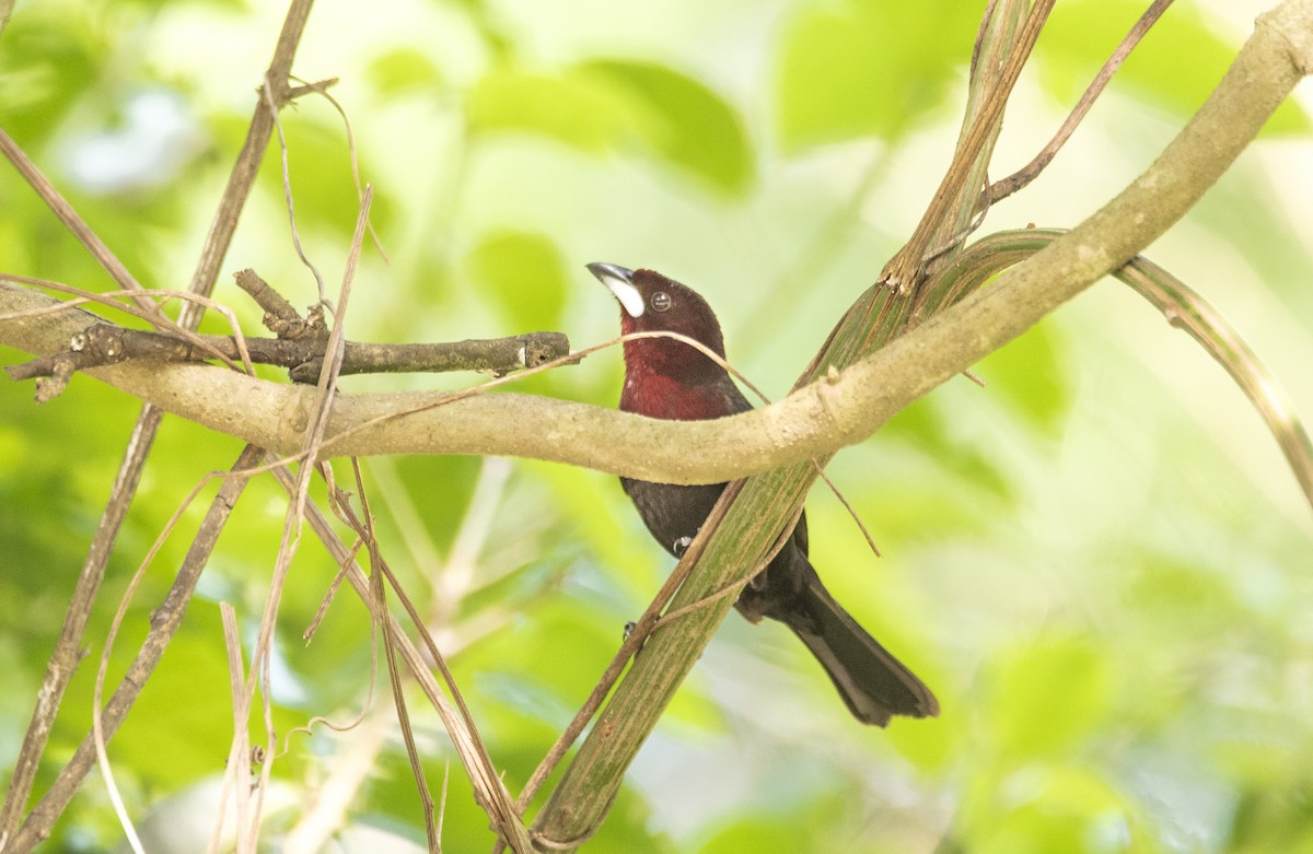 Silver-beaked Tanager - ML569916791
