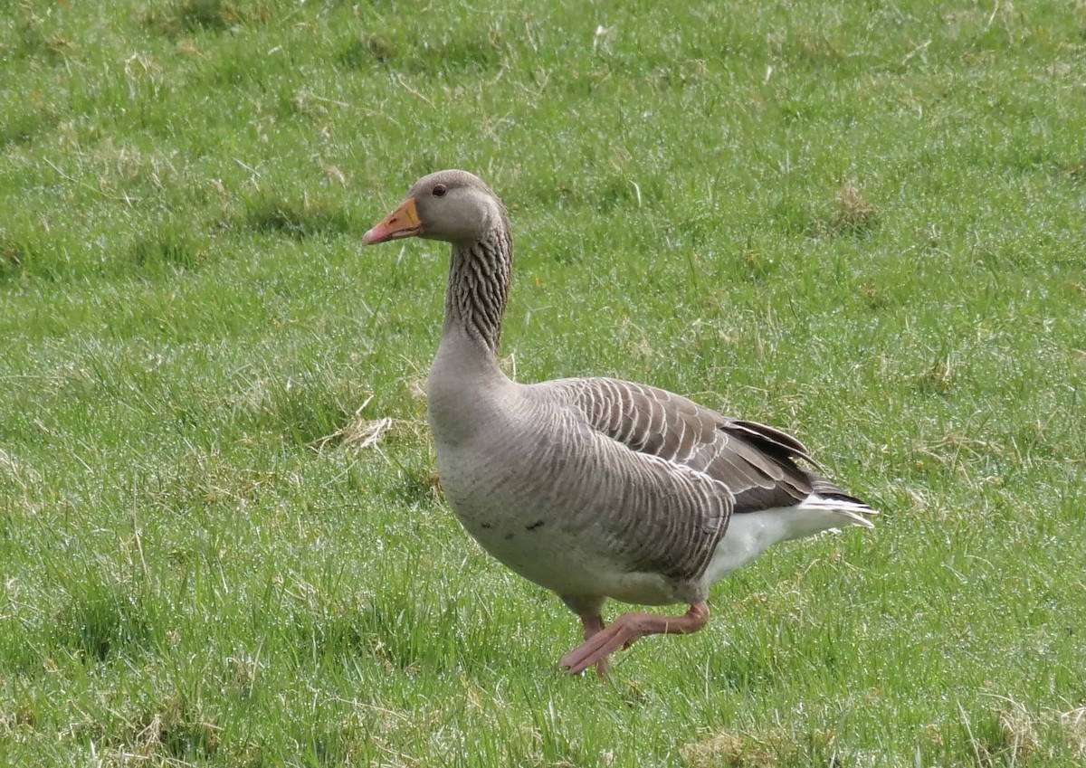 Graylag Goose - Jan Bryant