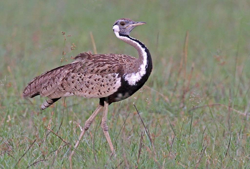 Black-bellied Bustard - ML56991741