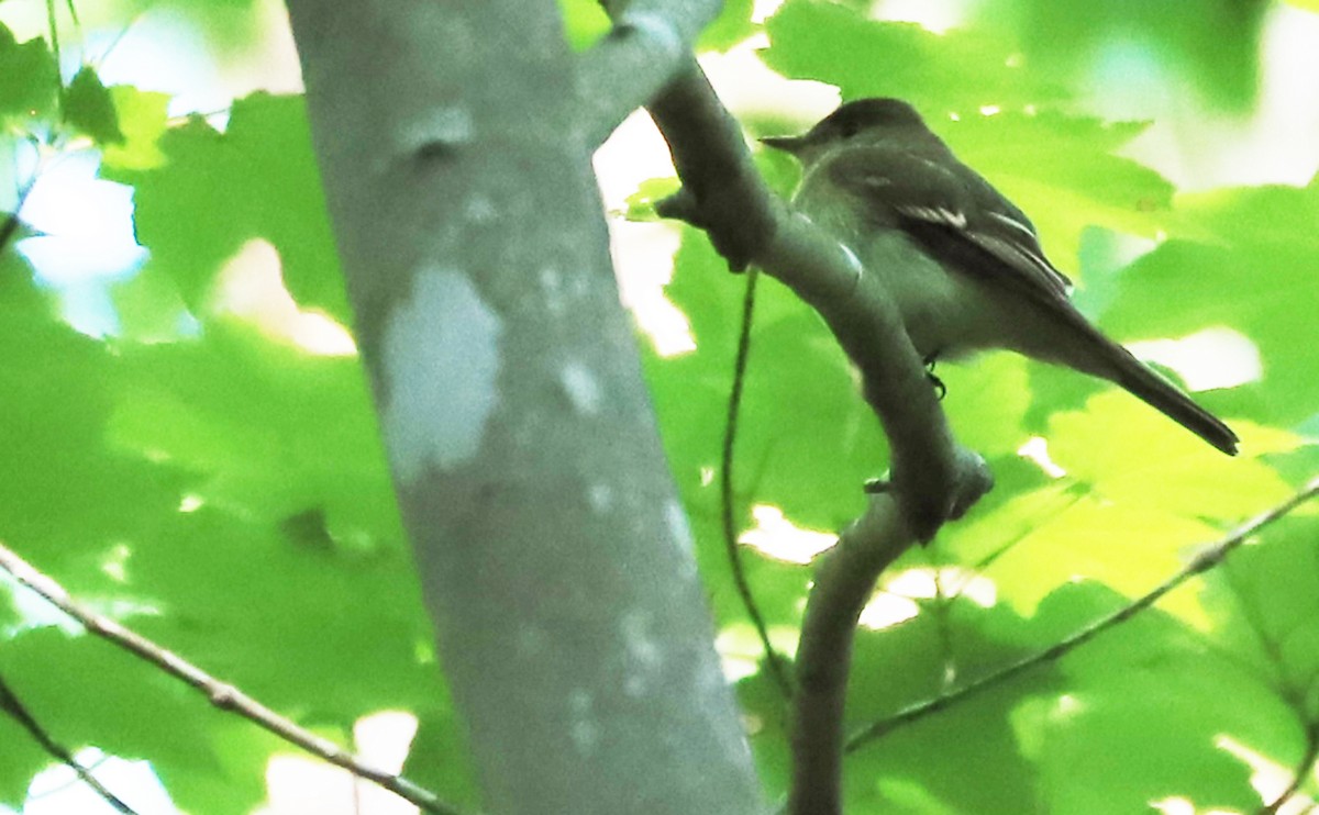 Acadian Flycatcher - ML569919301