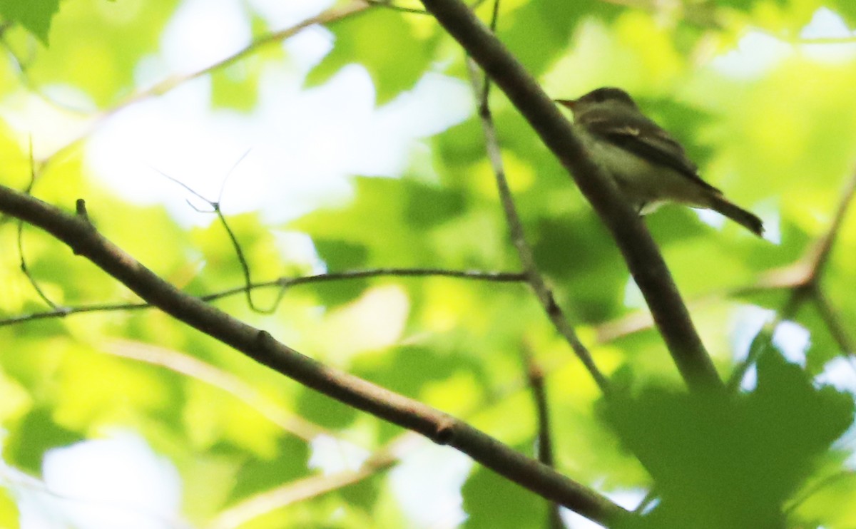 Acadian Flycatcher - Rob Bielawski