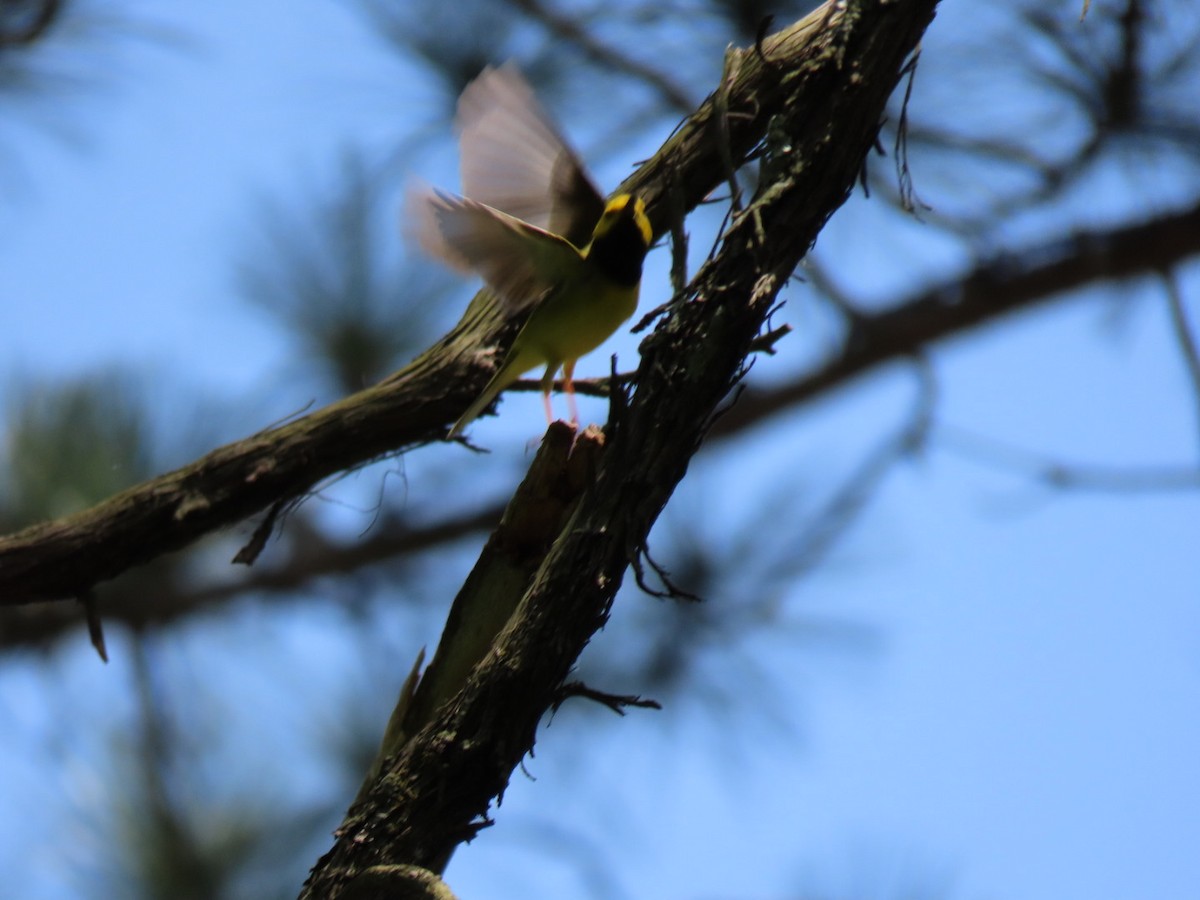 Hooded Warbler - ML569919391