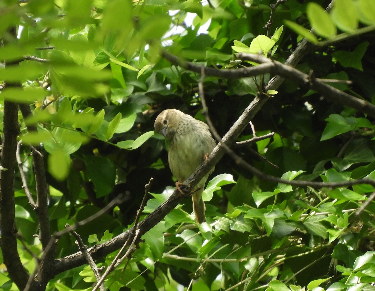 Spanish Sparrow - ML569919441