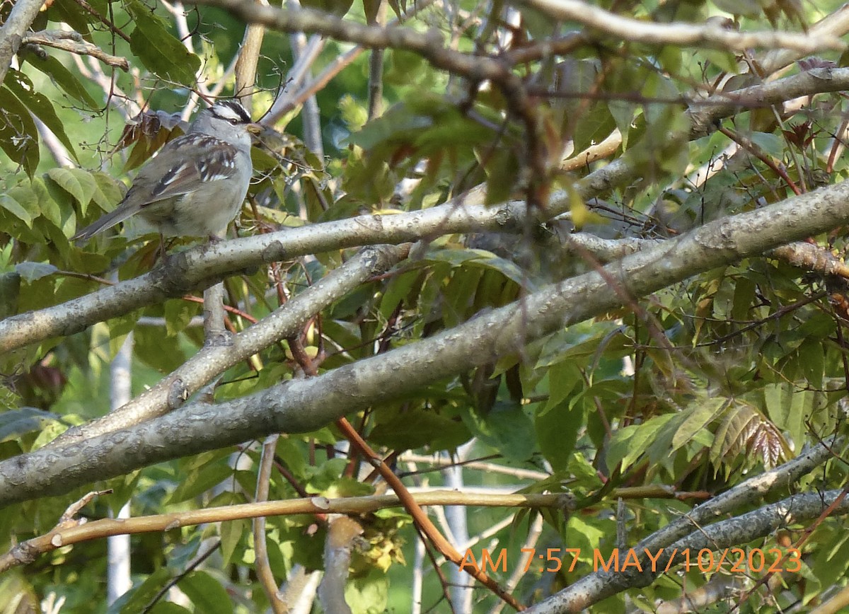 White-crowned Sparrow - ML569920011