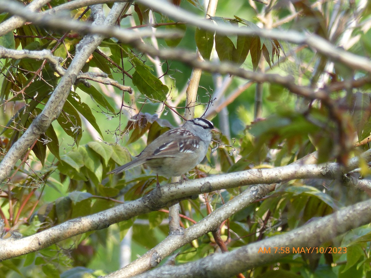 White-crowned Sparrow - ML569920021