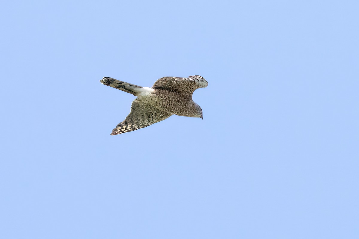 Cooper's Hawk - ML569921771