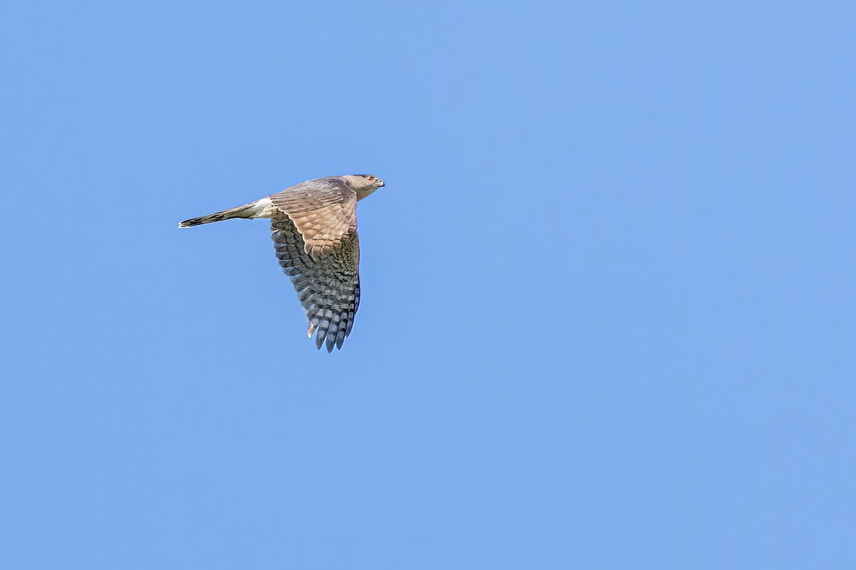 Cooper's Hawk - ML569921861