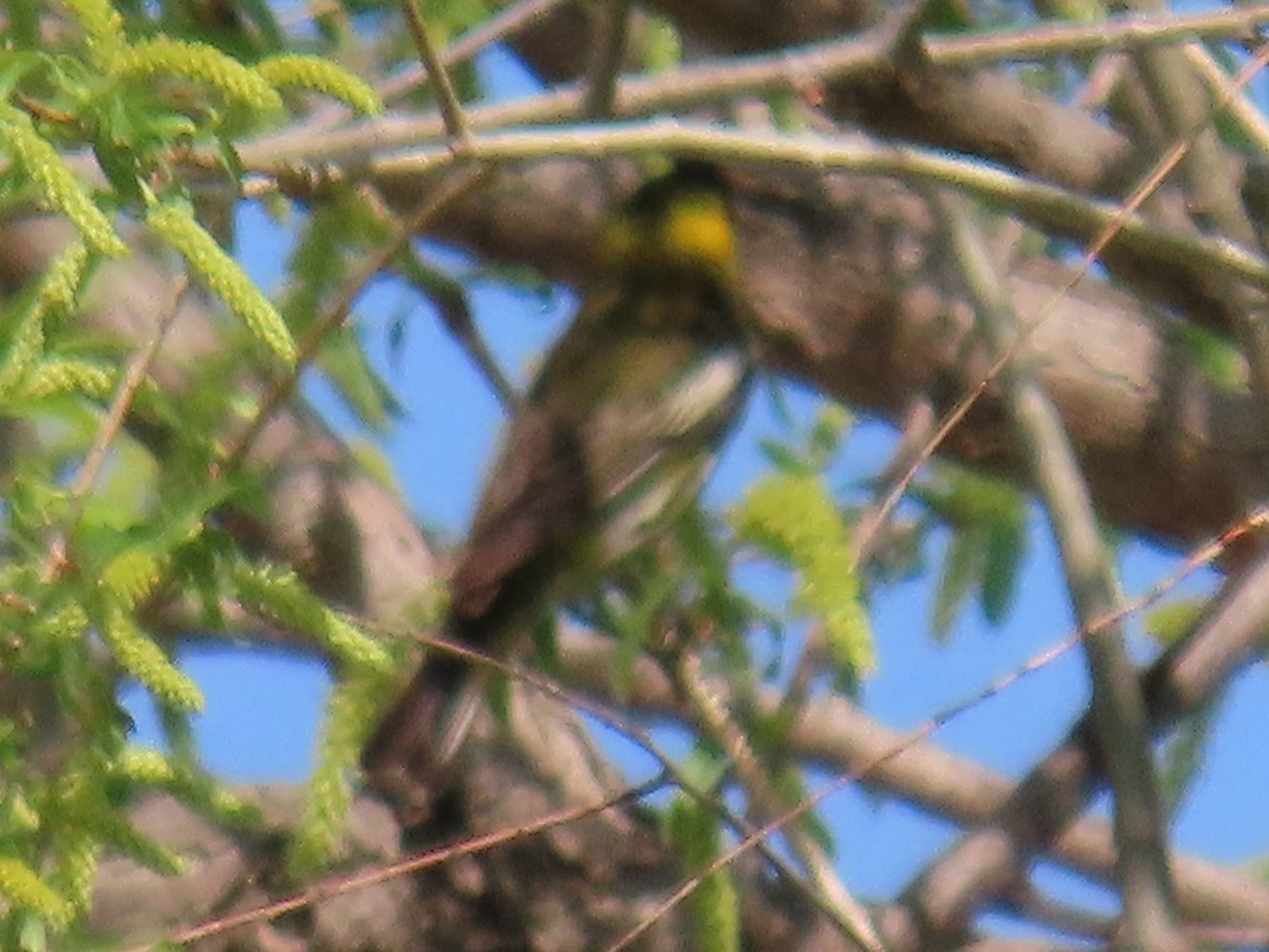 Cape May Warbler - ML569922351