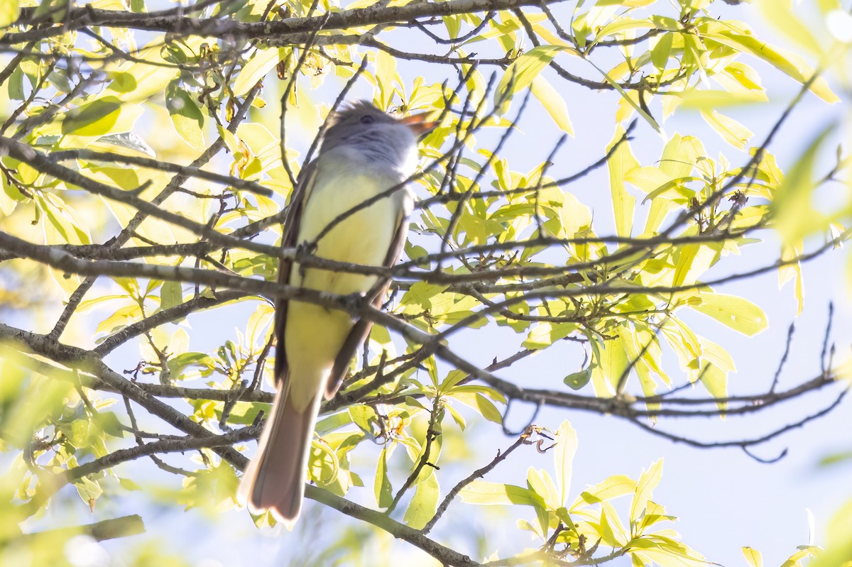 Great Crested Flycatcher - ML569922691