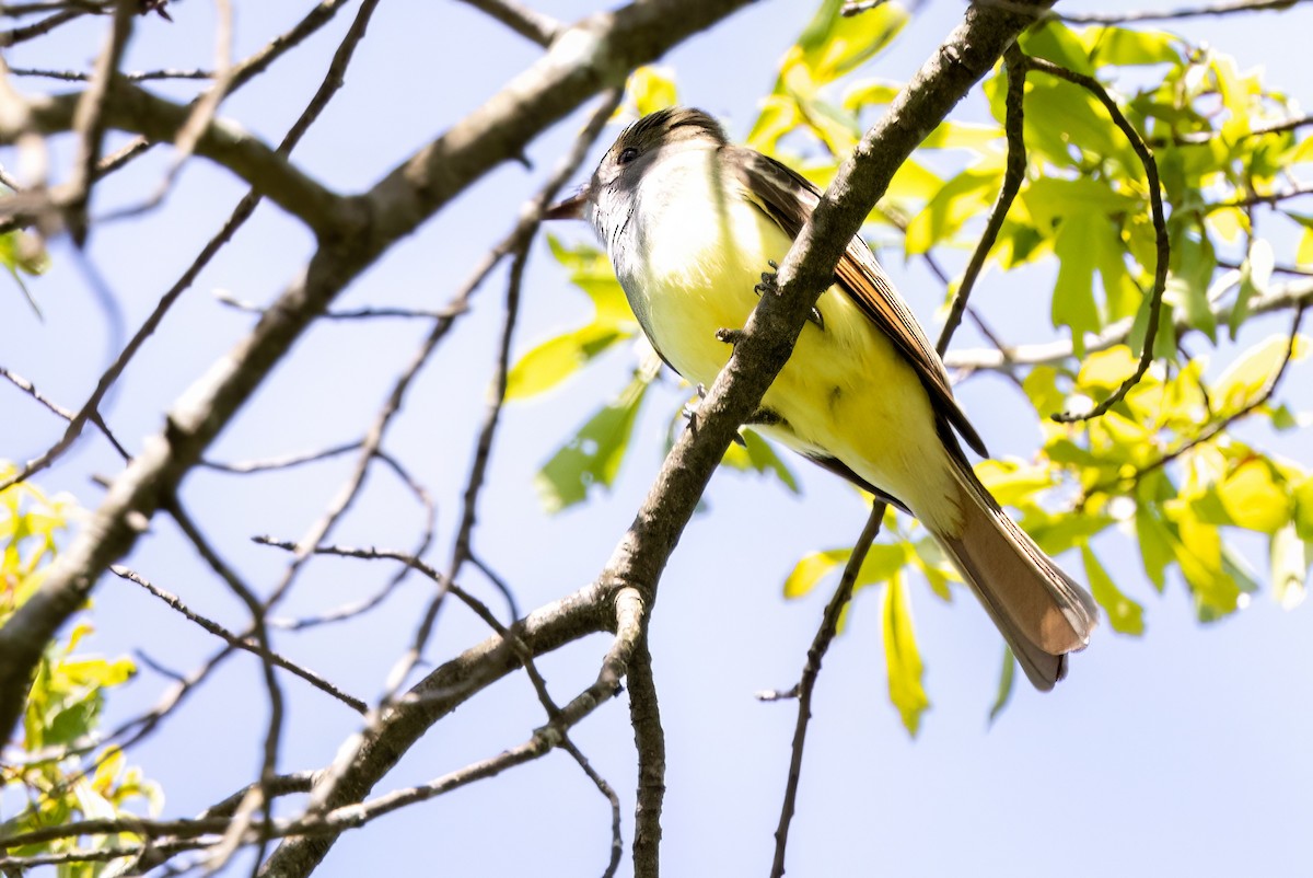 Great Crested Flycatcher - ML569922711