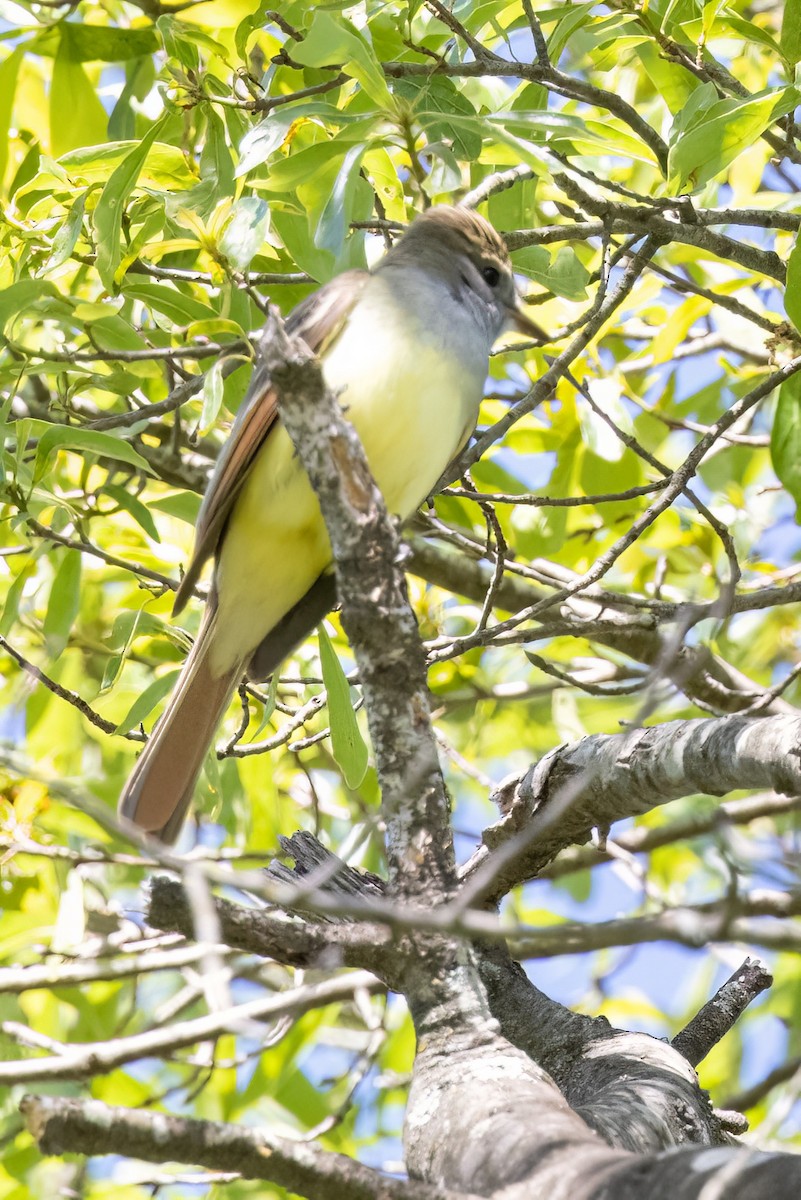 Great Crested Flycatcher - ML569922781