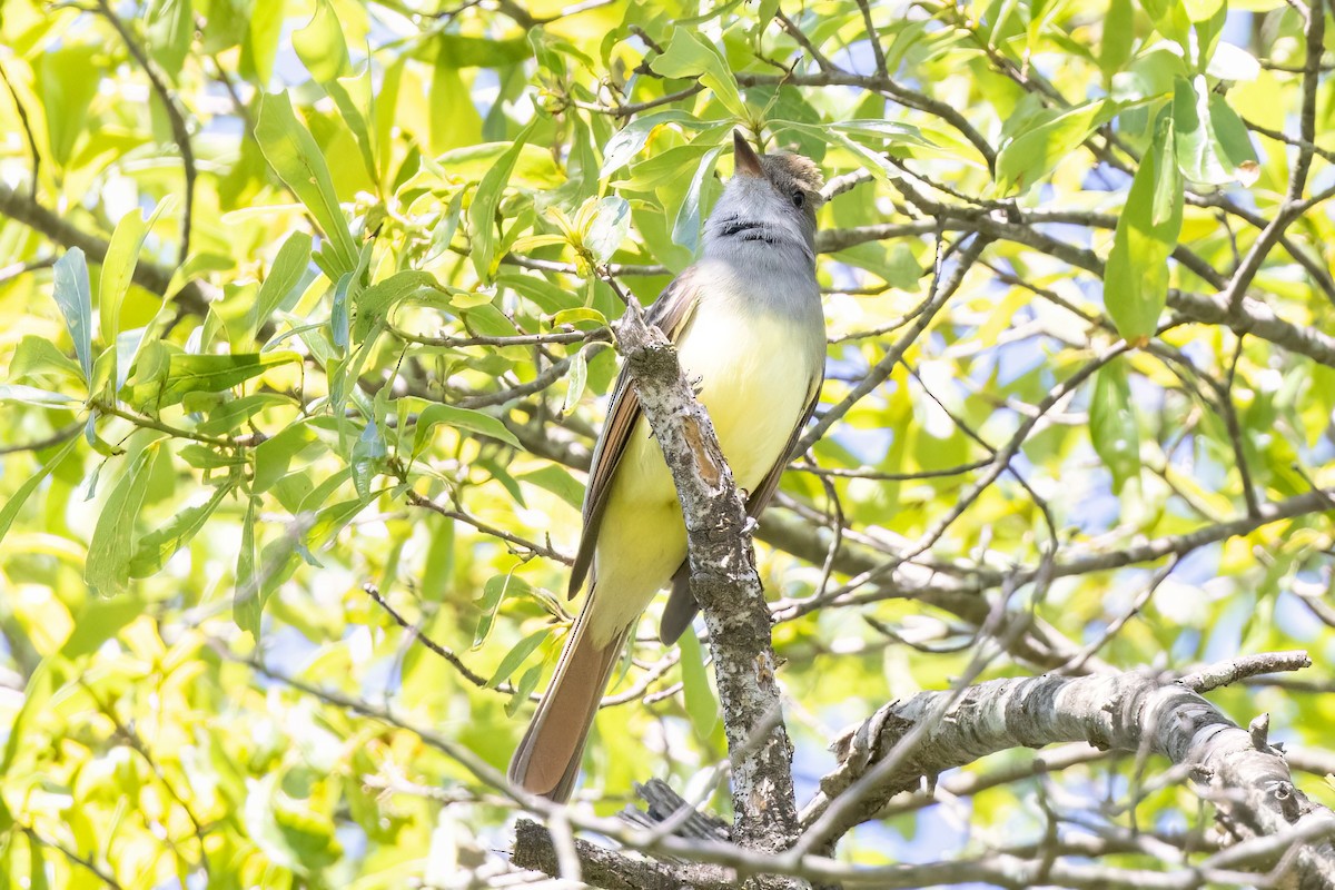 Great Crested Flycatcher - ML569922811