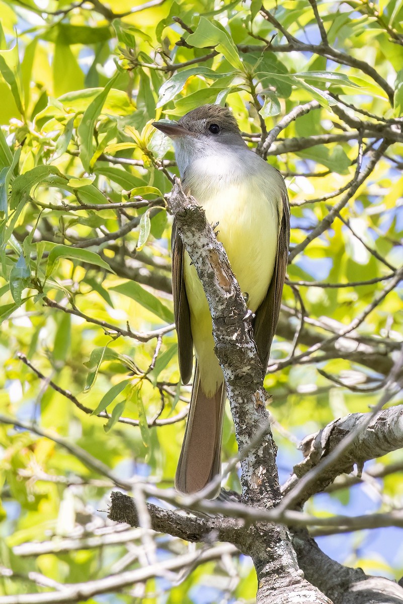 Great Crested Flycatcher - ML569922911
