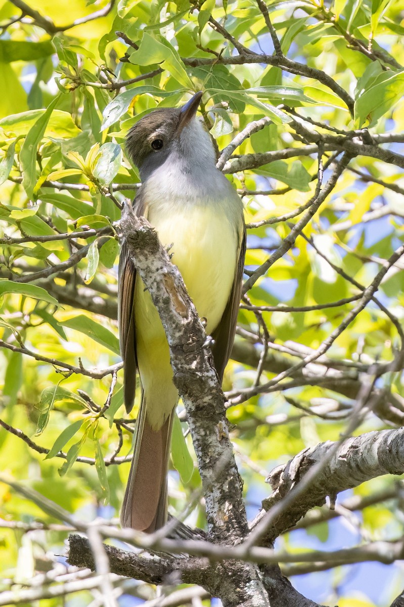 Great Crested Flycatcher - ML569922931