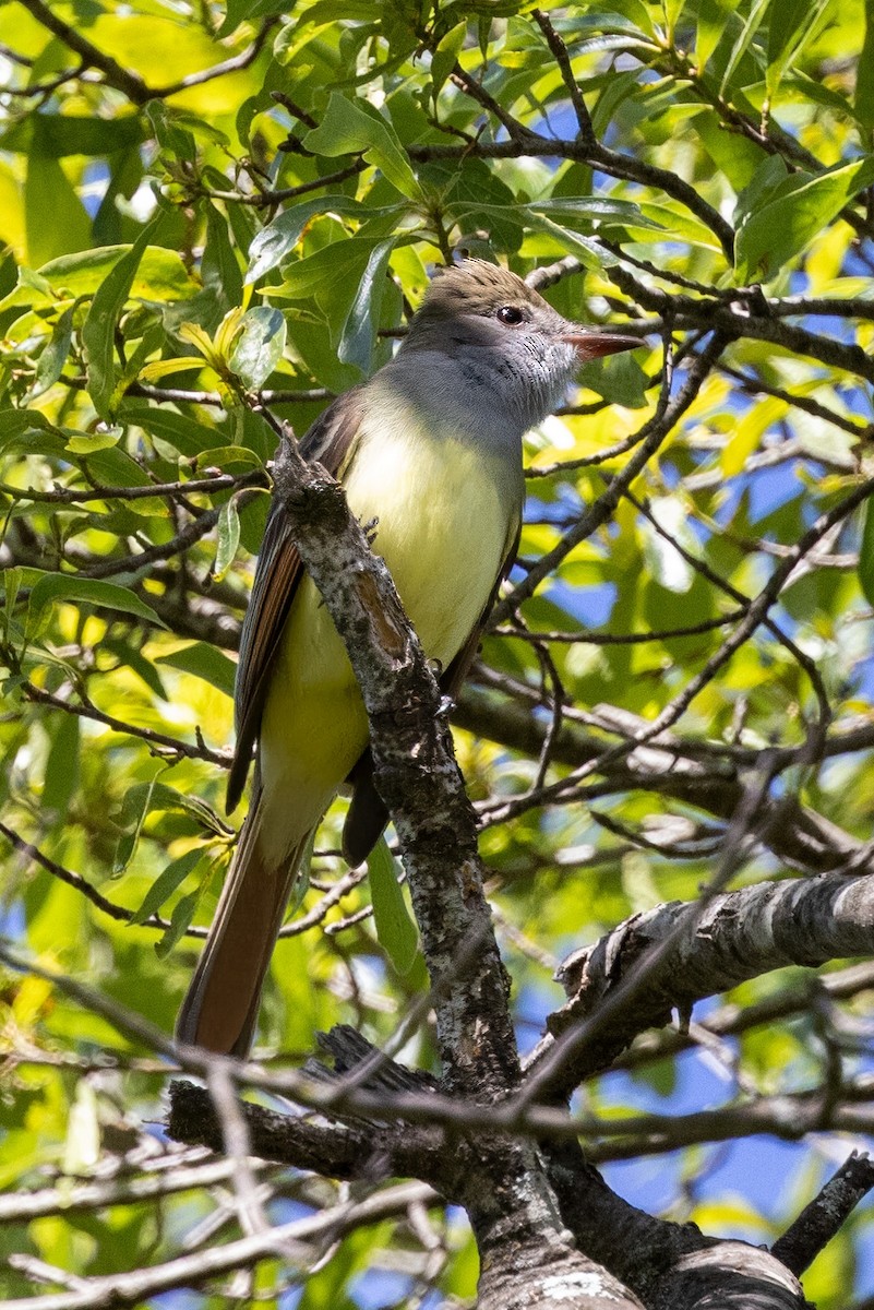 Great Crested Flycatcher - ML569923061