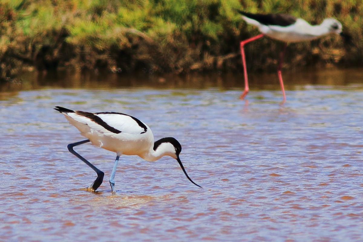 Pied Avocet - Sérgio Correia
