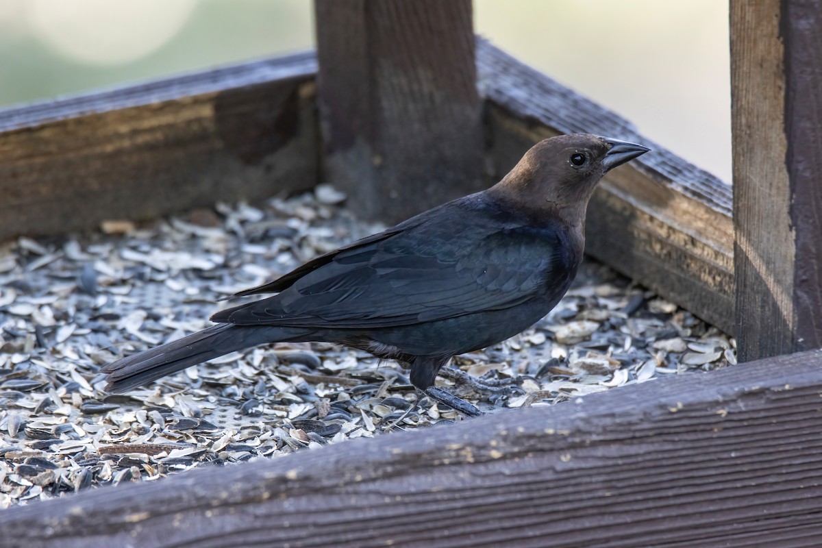 Brown-headed Cowbird - ML569925591