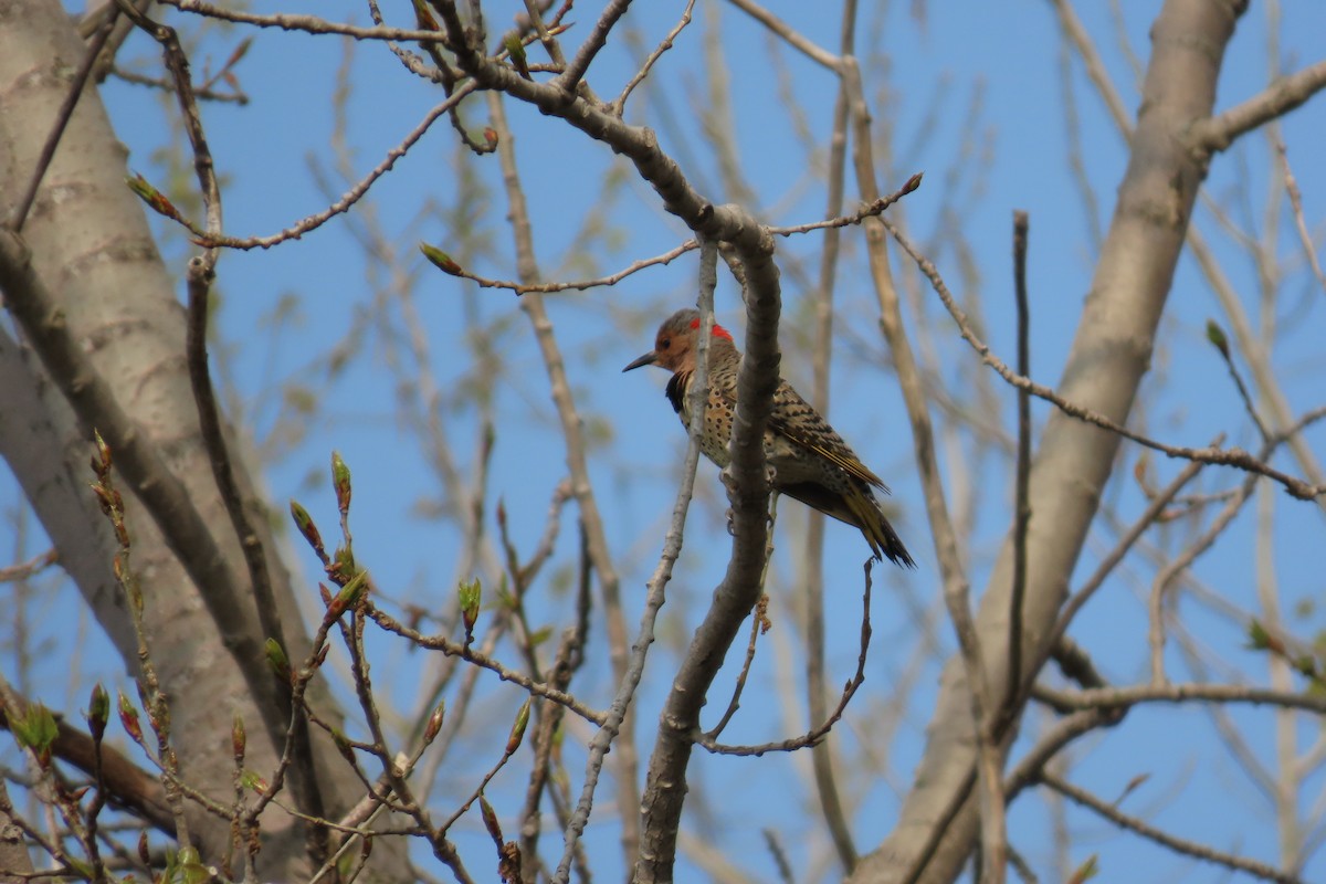 Northern Flicker - ML569926781
