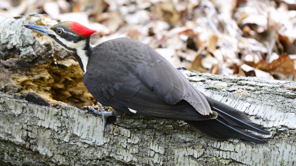 Pileated Woodpecker - Bill Elrick